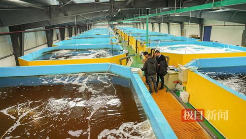 武漢內(nèi)陸研發(fā)海水養(yǎng)殖技術(shù)，2毫米對(duì)蝦苗兩月游上市民餐桌