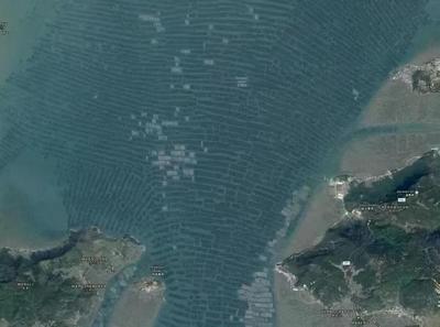 從稻田到海疆 袁隆平與海水養(yǎng)殖技術研發(fā)者的雙重饋贈